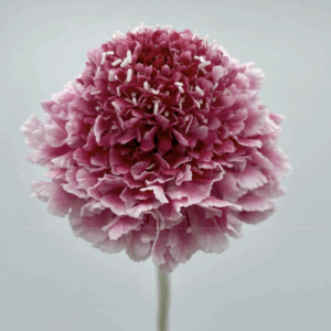 Scabiosa Scoop